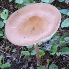 Beech Rooter thumbnail 5