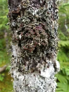 Boreal felt lichen thumbnail 2