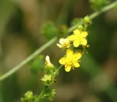 downy agrimony thumbnail 3