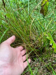 Grey Sedge thumbnail 3