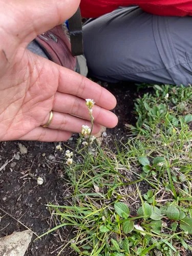 Boreal Whitlow-grass