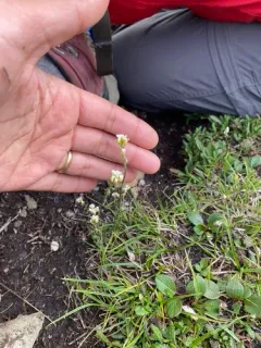 Boreal Whitlow-grass thumbnail 1