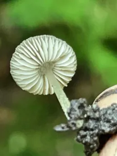 Pluteus inflatus thumbnail 2
