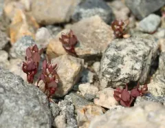 broadleaf knotweed thumbnail 3
