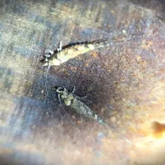 Cave Bristletail thumbnail 3