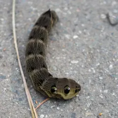 Elephant Hawkmoth thumbnail 4
