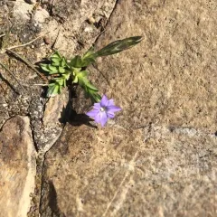 pygmy gentian thumbnail 1