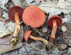 Cortinarius harrisonii thumbnail 4