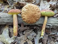 Ashtray Bolete thumbnail 3