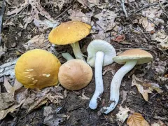 noble bolete thumbnail 2