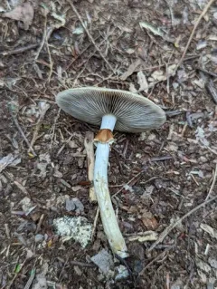 Agrocybe acericola thumbnail 2