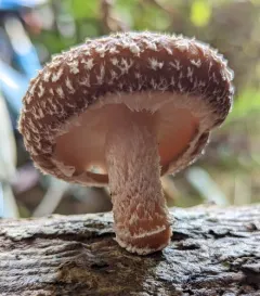 Shiitake thumbnail 4