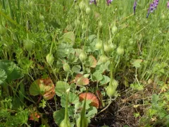 round-leaved filaree thumbnail 3