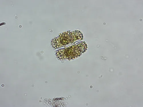 Cosmarium commissurale