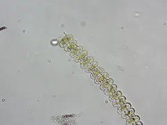 Onychonema filiforme thumbnail 2