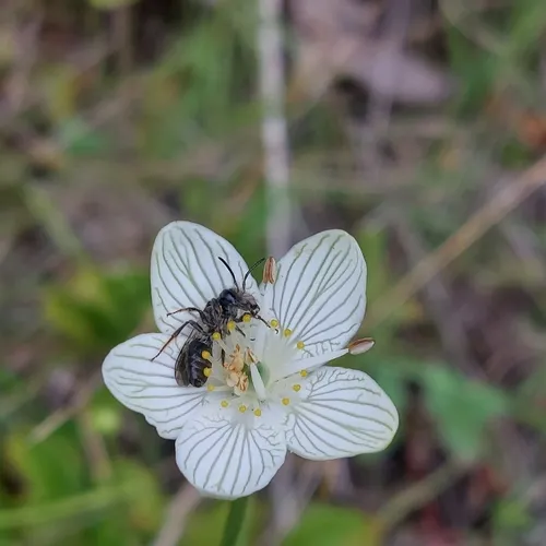 Parnassia Miner