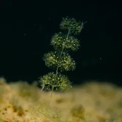 Dwarf Stonewort thumbnail 4
