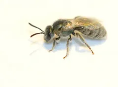 white-winged sweat bee thumbnail 2