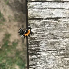 Milkweed Tussock Moth thumbnail 4