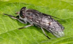Hybomitra illota thumbnail 4