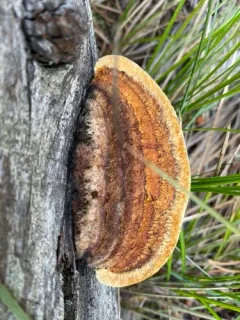Gloeophyllum protractum thumbnail 3
