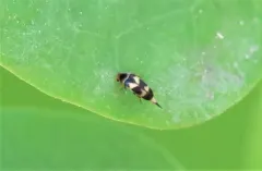 Three-banded Tumbling Flower Beetle thumbnail 4