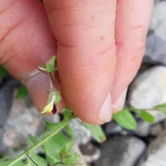 Sharp-leaved Fluellen thumbnail 2