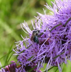 Texas Mason Bee thumbnail 3