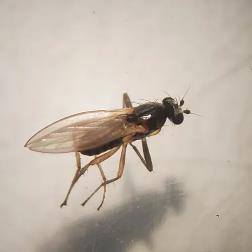 Lonchoptera uniseta