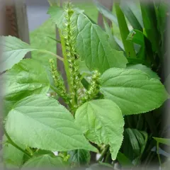 hornbeam copperleaf thumbnail 2