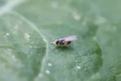 Neodexiopsis calopyga thumbnail 2