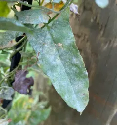 Bindweed Powdery Mildew thumbnail 4
