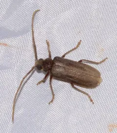Tragosoma pilosicornis thumbnail 3
