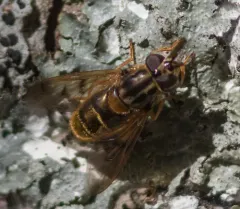 Common Copperback thumbnail 3