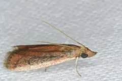 Rosy Atascosa Moth thumbnail 2