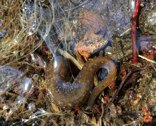 Columbia Torrent Salamander