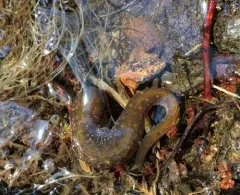 Columbia Torrent Salamander thumbnail 1