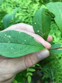 Coptotriche crataegifoliae thumbnail 4