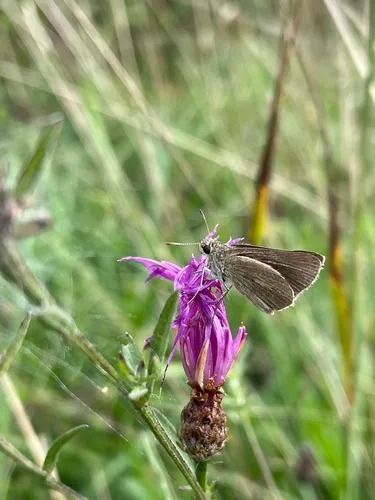Swarthy Skipper