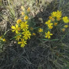 Spiny Goldenweed thumbnail 2