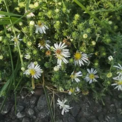 white prairie aster thumbnail 3