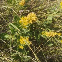 Ground Goldenrod thumbnail 4