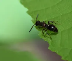 Myrmosa unicolor thumbnail 3