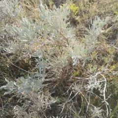 Silver Sagebrush thumbnail 4