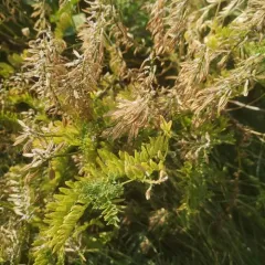 Two-grooved Milkvetch thumbnail 4