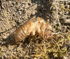 Walking Cicada thumbnail 2