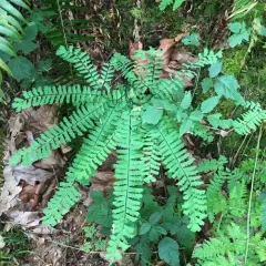western maidenhair fern thumbnail 4