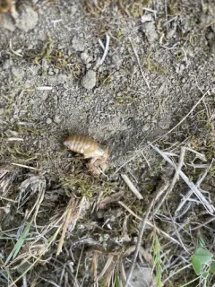 Walking Cicada thumbnail 3