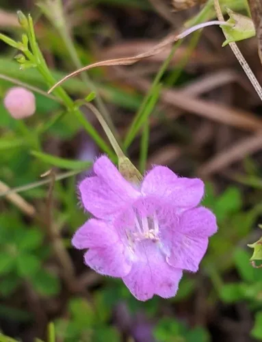 tenlobe false foxglove