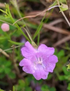 tenlobe false foxglove thumbnail 1